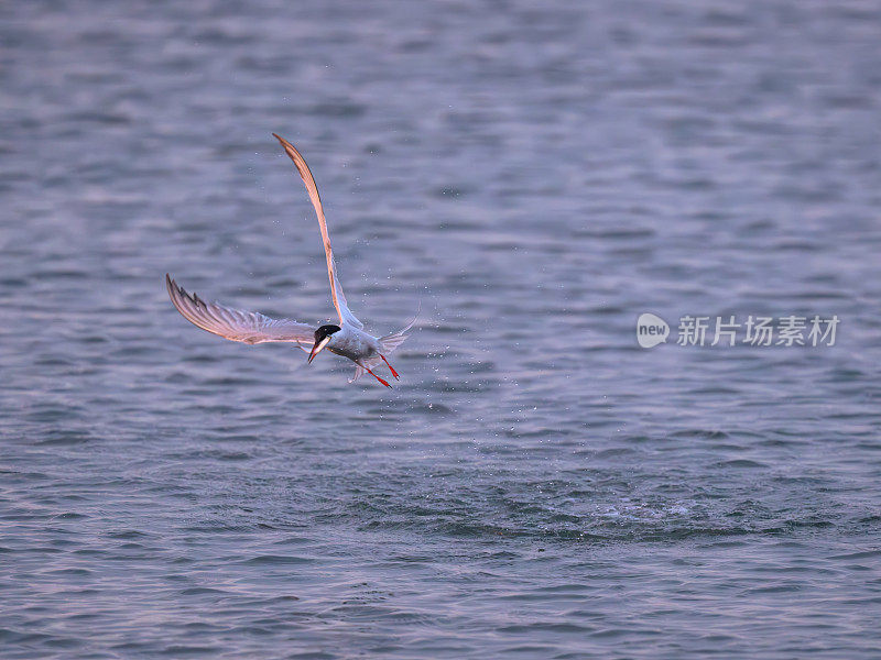 普通名词(sterna hirundo)